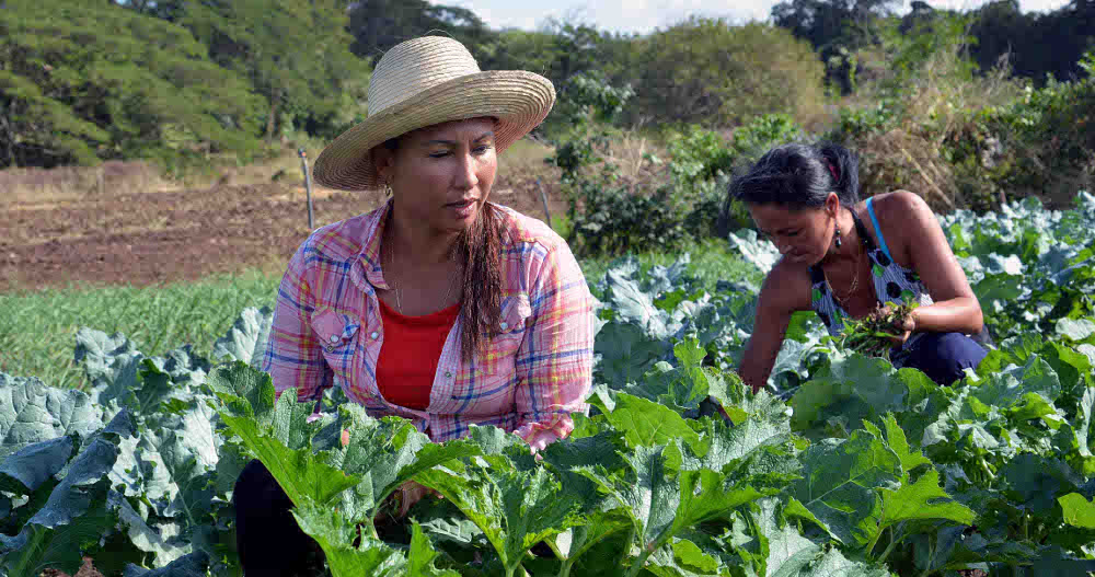 Campesina camagüeyana dona alimentos a niños celíacos