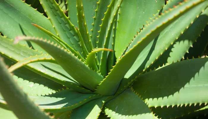 Sábila: una planta milagrosa