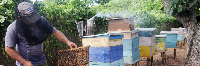 Camagüey produce miel para exportación (+ Video)