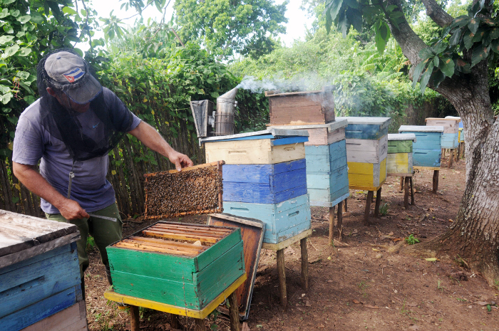 Camagüey produces honey for export 