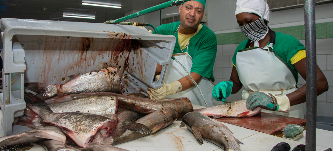 Del agua dulce a la exportación