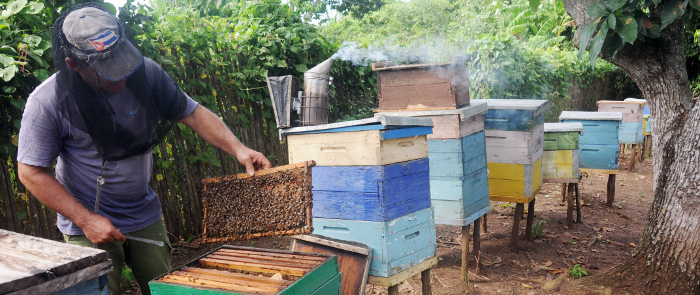 Minas, uno de los territorios más dulces de Camagüey