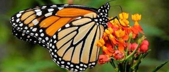 Para que las mariposas no desaparezcan
