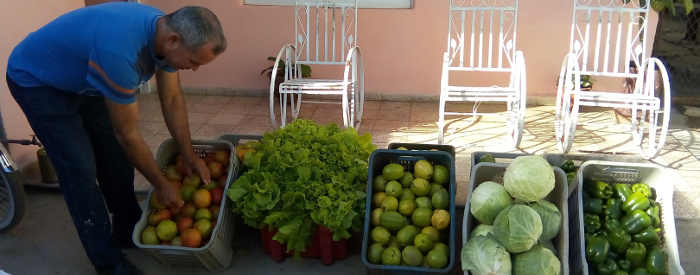 Los tomates trepadores de Luciano 