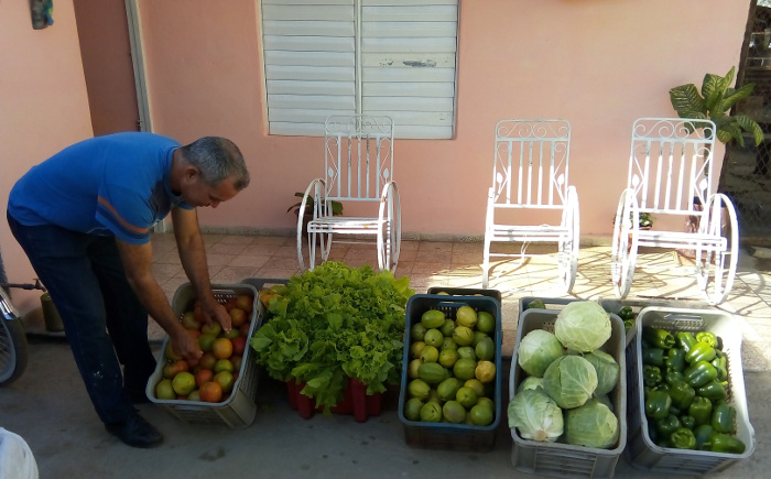 Los tomates trepadores de Luciano 