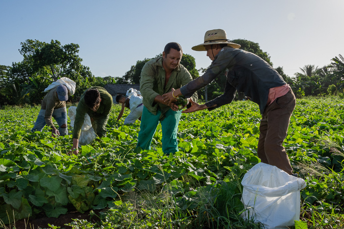 Beneficiado con el fertilizante organomineral líquido y el Codafol, este campo de pepino en La Lucha, con tan solo 23 días, muestra un saludable follaje y adelanta la cosecha por el acelerado tamaño de sus frutos. Fotos: Leandro Pérez Pérez/ Adelante Vista hace fe (+Fotos)