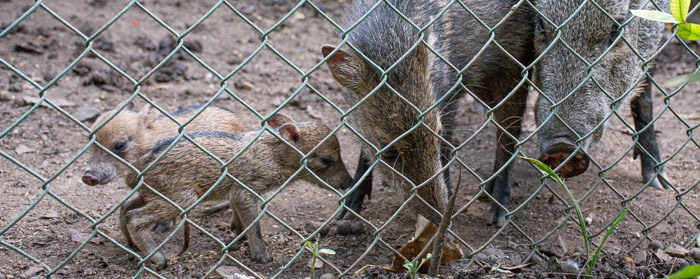 Nacen dos pecarís de collar en zoo de Camagüey
