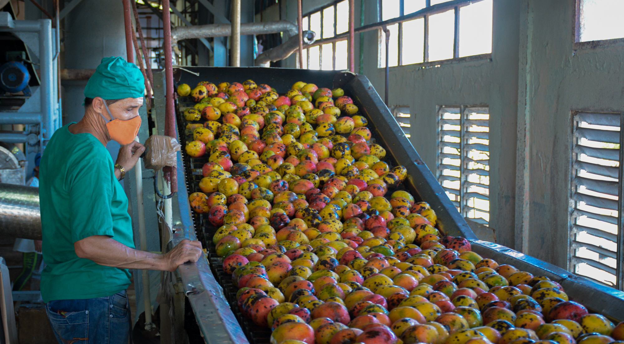 Camalote sobrepasa indicadores productivos