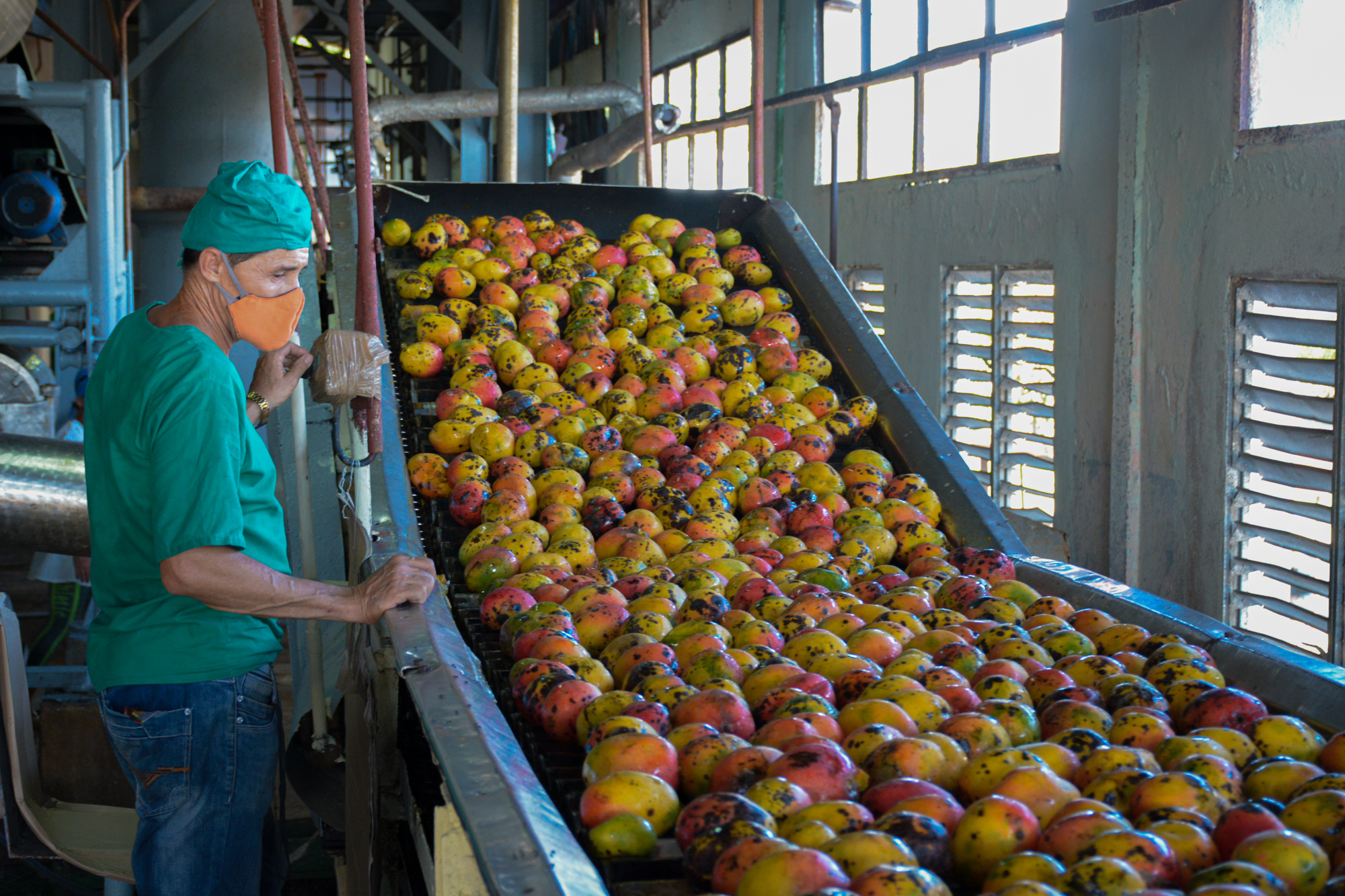 Fotos: Alejandro Rodríguez Leiva / Adelante Camalote sobrepasa indicadores productivos