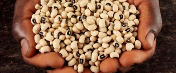 Siembra de frijol caupí (carita), más resistente a plagas