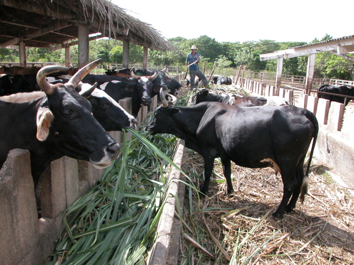 Camagüey manda en la producción de leche en Cuba
