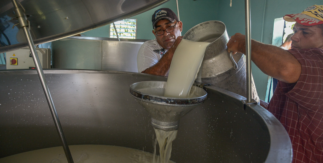 Con la “pata izquierda” anda producción de leche en Camagüey
