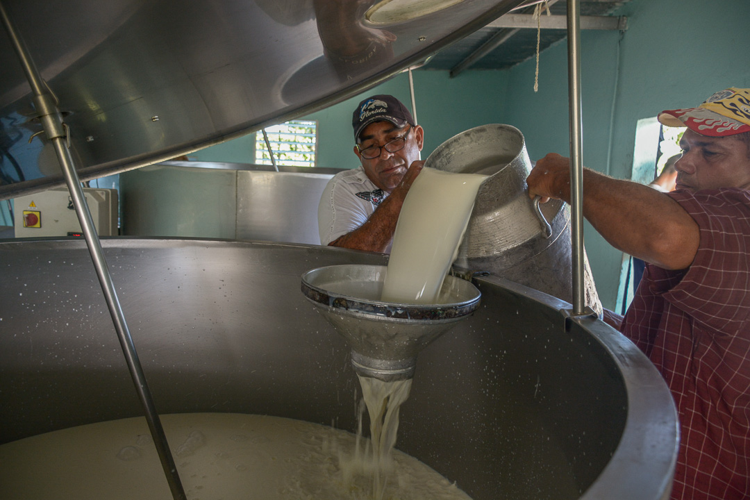 Foto: Alejandro Rodríguez Leiva/ Adelante Con la “pata izquierda” anda producción de leche en Camagüey