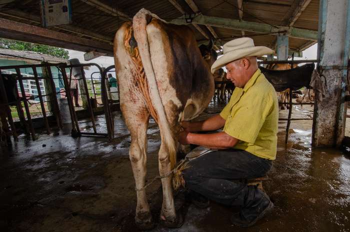 Foto: Leandro Pérez Pérez/ Adelante/ Archivo Deudas de la ganadería