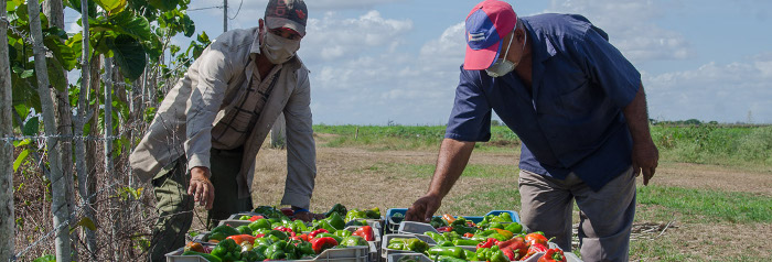 Alternativas para sacarle el “quilo” a la tierra