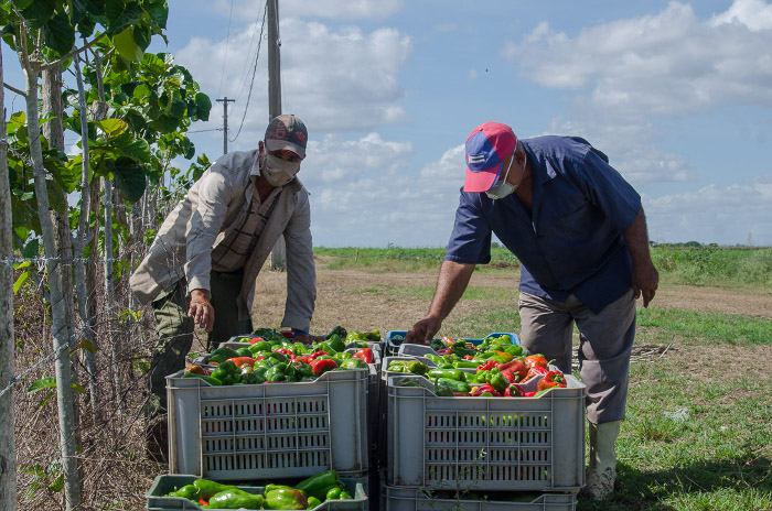 Foto: Leandro Pérez Pérez / Adelante Alternativas para sacarle el “quilo” a la tierra