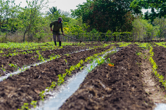 Se tomaron medidas como la reducción de los costos de los proveedores de servicios (agua, electricidad), cambios en los nuevos precios de Acopio y en el acarreo y enfriamiento de leche, las cuales se aplican desde el mes de enero. Foto: Leandro Pérez Pérez / Adelante / Archivo Ajustes en Tarea Ordenamiento para elevar producción de alimentos