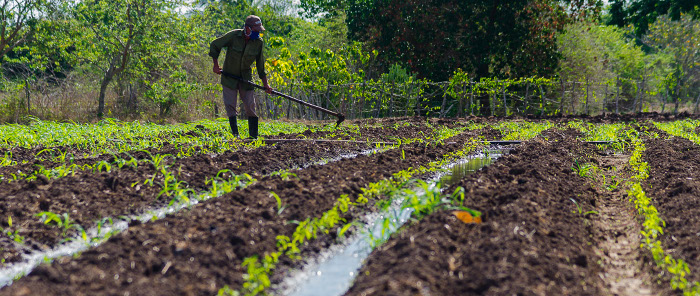 Acciones para reanimar el cultivo de tomate