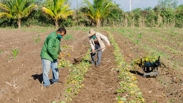 Un aspecto en el que se enfoca el fortalecimiento de Acopio es en eliminar las deudas con las formas productivas, uno de los factores que provoca más insatisfacción actualmente. Foto: Leandro Pérez Pérez/ Adelante/ Archivo Nueva política de comercialización mejora gestión de Acopio