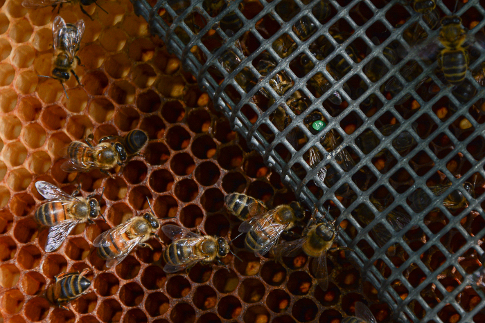 El Programa de Mejoramiento Genético de Abejas Reinas en Camagüey debe sumar al terminar 2020 la producción de poco más de 17 000 ejemplares, con lo que se garantiza su remplazo en cada colmena de la provincia.