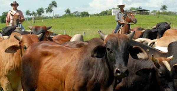 Guáimaro, Minas y Vertientes no descuidan su soberanía alimentaria