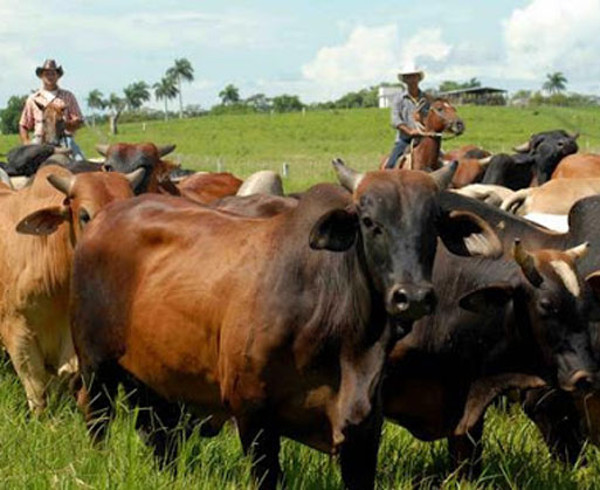 Guáimaro, Minas y Vertientes no descuidan su soberanía alimentaria