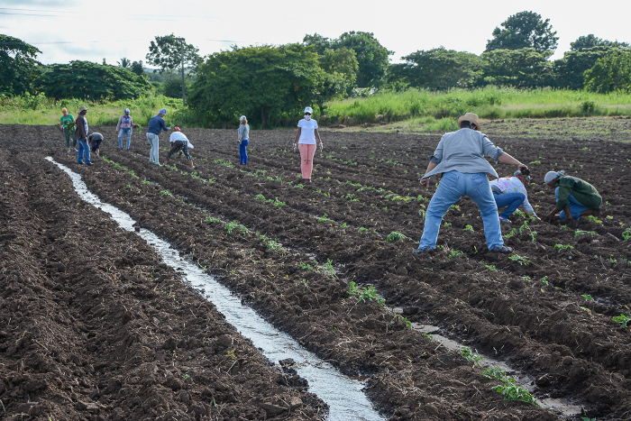 Manos de mujer en el surco (+Fotos)