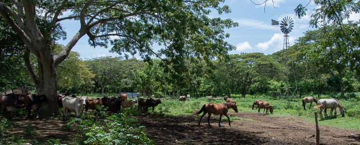 Silvopastoreo: ejemplo de producción sostenible
