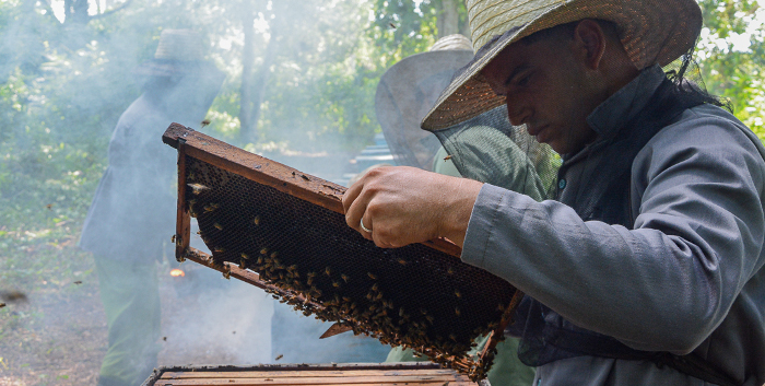 Sostiene Camagüey producción de miel para la exportación