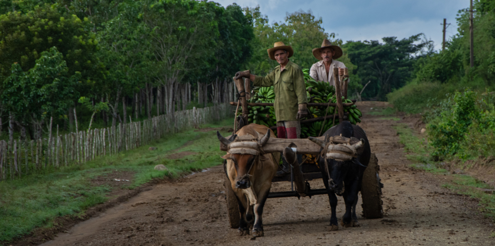Gaceta de Cuba incentiva a las Unidades Básicas de Producción Cooperativa (UBPC) a ser más productivas