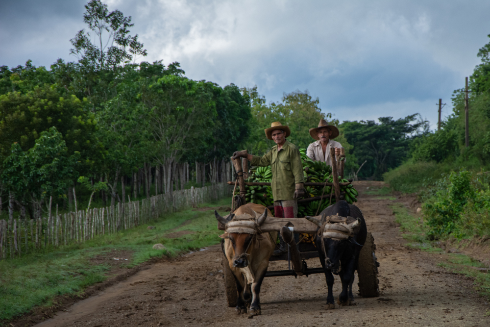 Gaceta de Cuba incentiva a las Unidades Básicas de Producción Cooperativa (UBPC) a ser más productivas