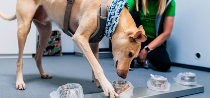 ¿Podrían perros entrenados detectar el nuevo coronavirus?