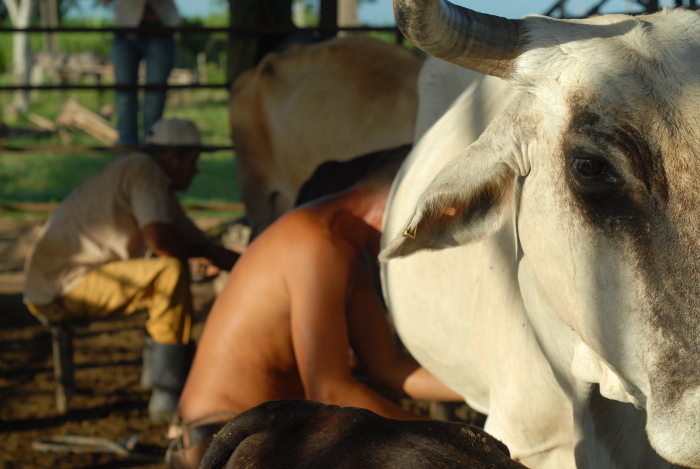 Cooperativa Batalla de las Guásimas, primera millonaria de Cuba 