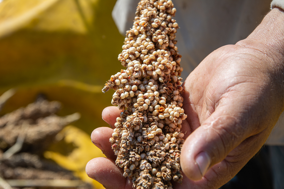Initiatives in favor of celiacs in Camagüey