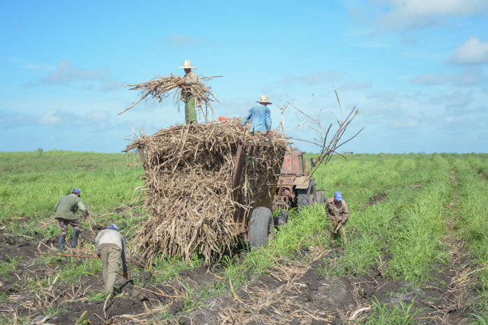 ¿Por dónde entra el azúcar al central?