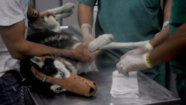 En la ciudad de Camagüey resalta la intención de abrir cuatro clínicas veterinarias.  Foto: Tomada de juventudrebelde.cu Aprobará Camagüey 200 nuevos proyectos de trabajo por cuenta propia