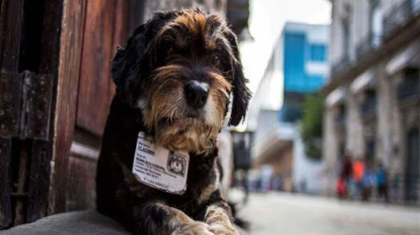 Los perros van al cielo…..