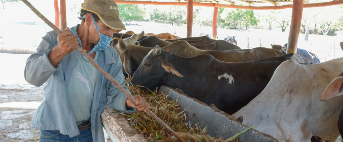 Nuevas medidas para potenciar la producción de alimentos en Cuba