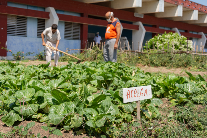 El proyecto del huerto en las áreas de la cocina-comedor comenzó en septiembre del año pasado y los frutos ya se vieron en la mesa: tomate, pepino, acelga, lechuga, ají, cebollino… además de la alimentación forma parte de la rehabilitación de los pacientes, pues ellos ayudan a los encargados en esas labores.