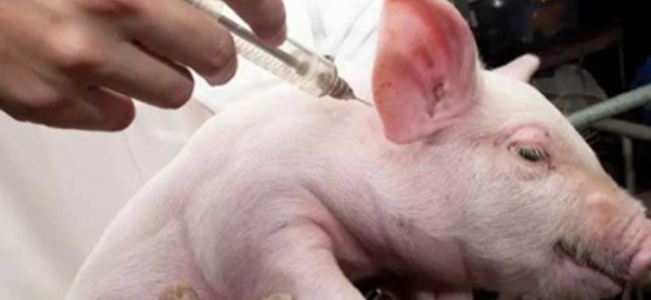 Alerta en Cuba por peste porcina en República Dominicana