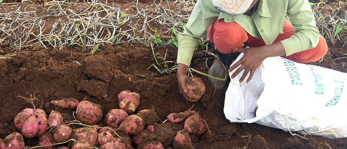 Medidas que flexibilizan la comercialización agropecuaria