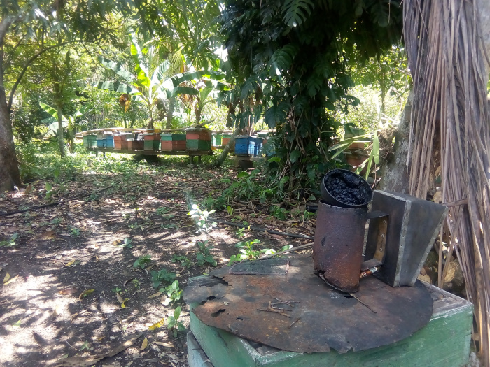 Desde hace varios calendarios el apiario de El Asiento no vive la trashumancia, pues las floraciones de los frutales les garantiza la alimentación durante los 12 meses del año. Foto: de la autora