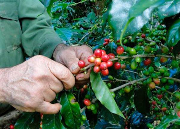 ¿Café en el llano?