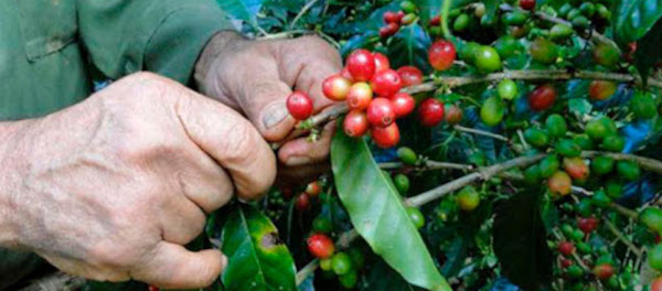 ¿Café en el llano?