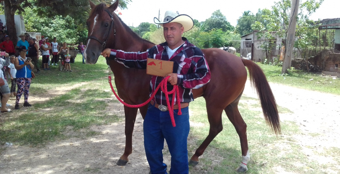 Anuncian concurso de exhibición de caballos en Guáimaro