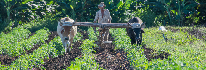 Campesinos camagüeyanos necesitan ajustes en el ordenamiento