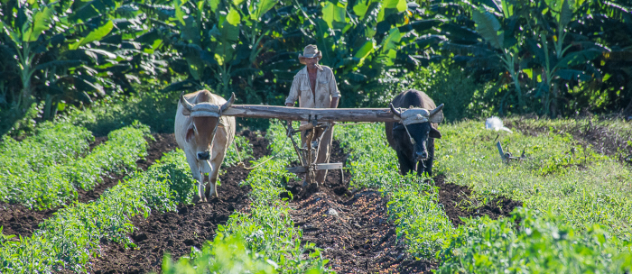 Foto: Félix Anazco Ramos/ Adelante/ Archivo Campesinos camagüeyanos necesitan ajustes en el ordenamiento
