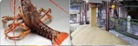Camagüey province boosts export growth