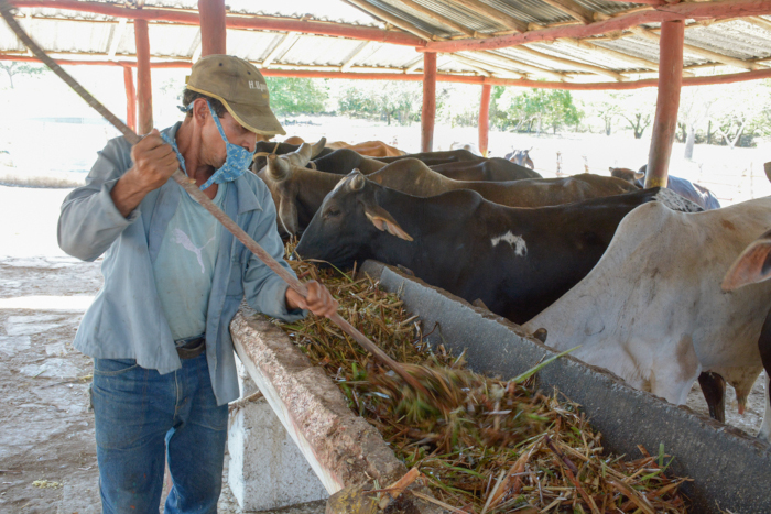 Foto: Alejandro Rodríguez Leiva/ Adelante Protegen ganado vacuno ante peligro de tormenta tropical Elsa