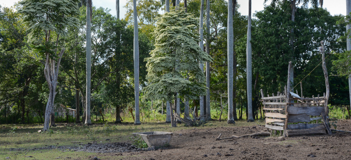 Plantarle cara a los cambios ambientales